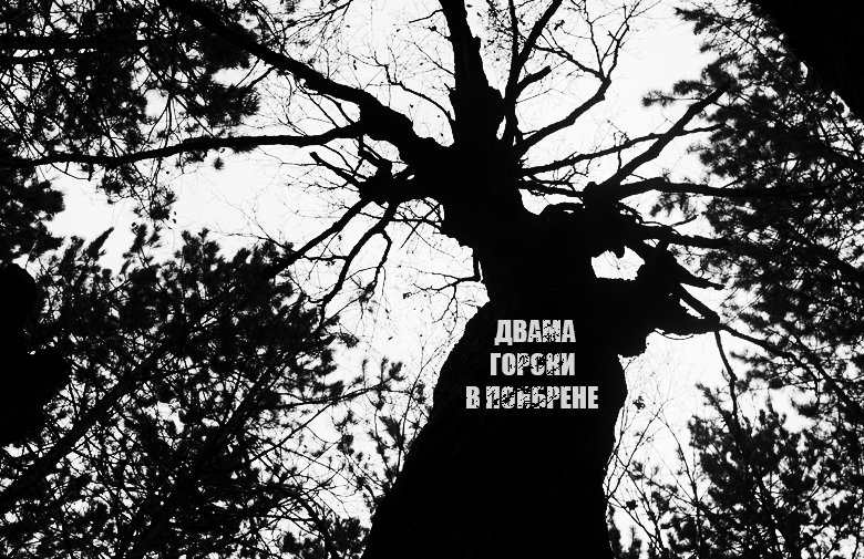 Из циганиите на безобразната държава